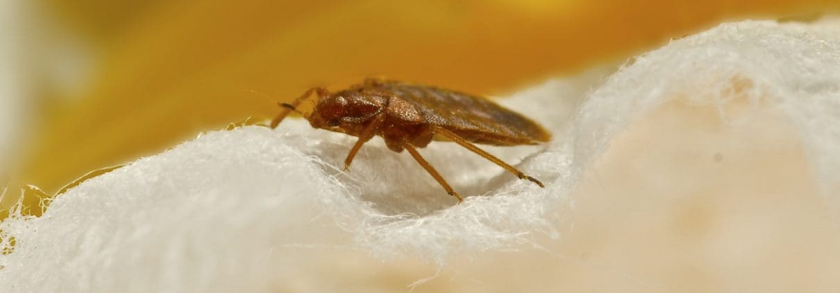 Bed Bug Bites | What To Do After Bed Bug Bites | Florida Bed Bug Lawyer