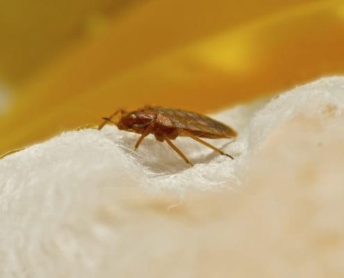 Bed Bug Bites | What To Do After Bed Bug Bites | Florida Bed Bug Lawyer