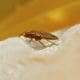 Bed Bug Bites | What To Do After Bed Bug Bites | Florida Bed Bug Lawyer