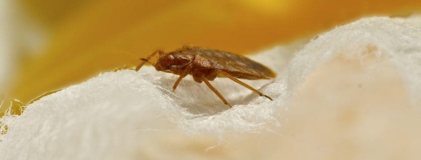 Bed Bug Bites | What To Do After Bed Bug Bites | Florida Bed Bug Lawyer