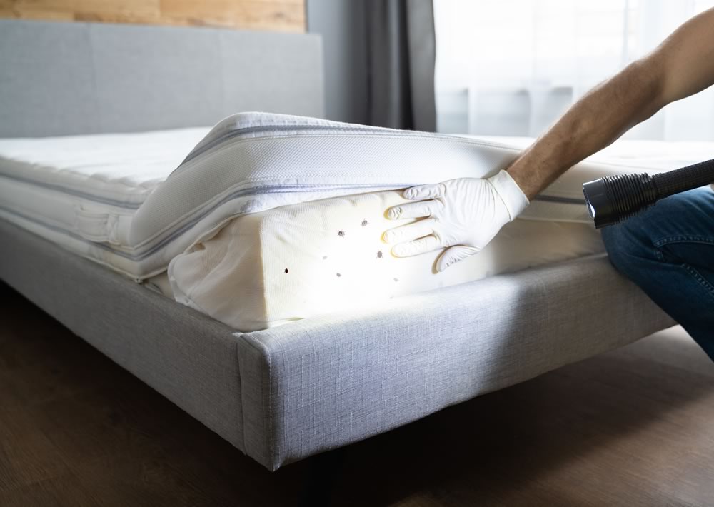 bed-bug-lawyer